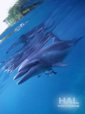 dolphin12.jpg